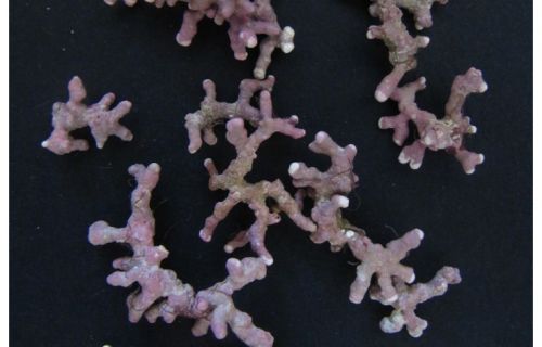 Immagine di alghe coralline