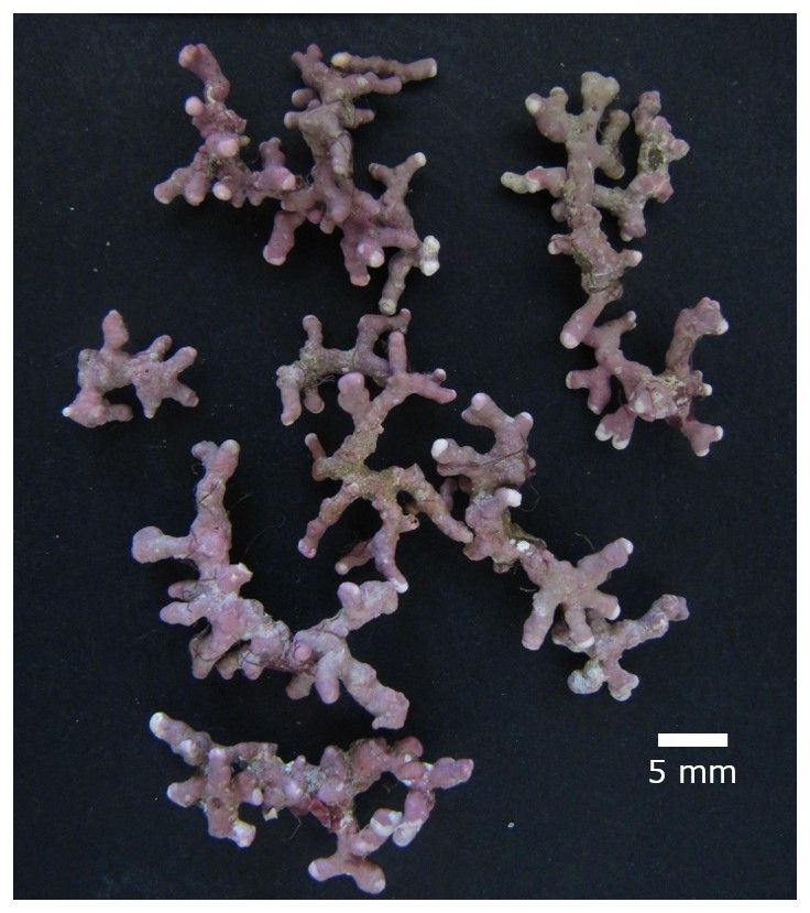 Immagine di alghe coralline