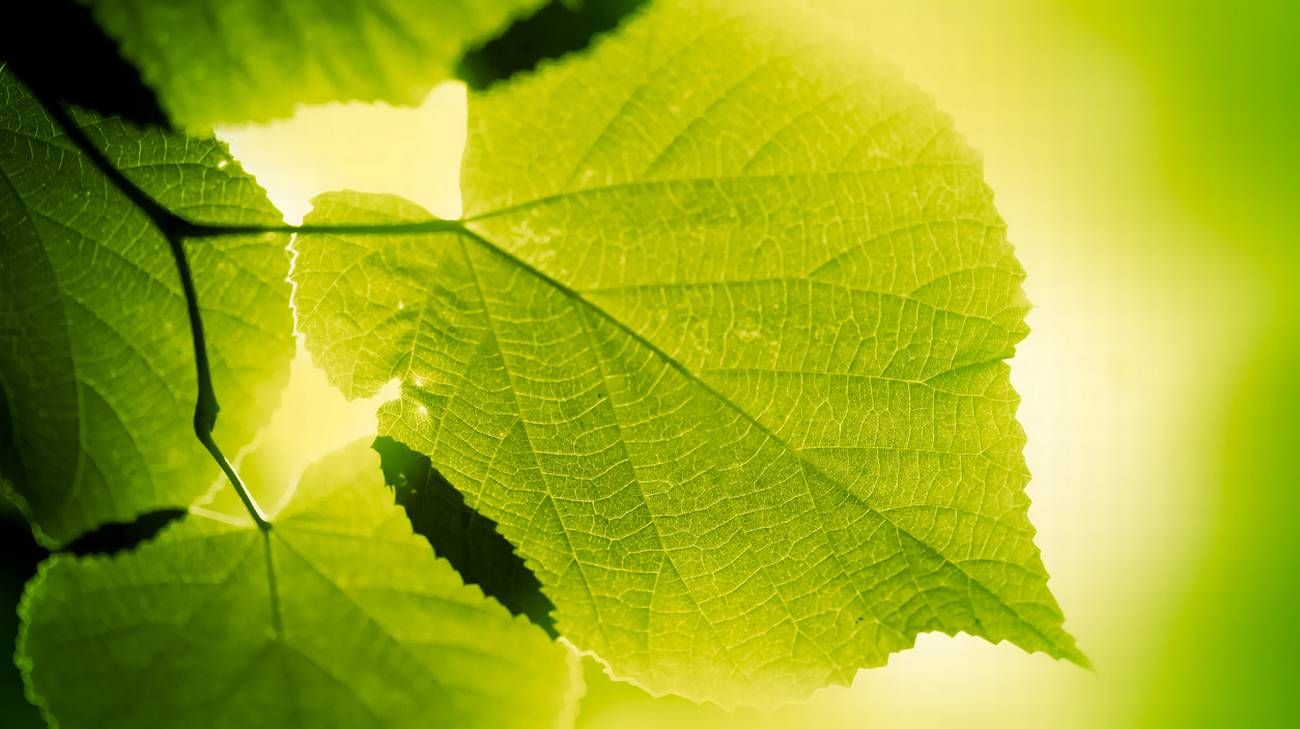 Foto di foglia controluce