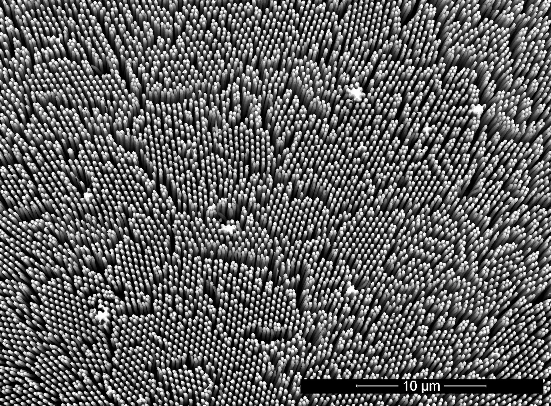 Immagine del silicio visto al microscopio